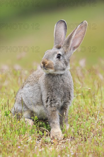 Wild rabbit