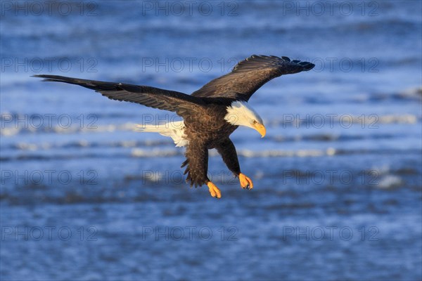 Bald eagle