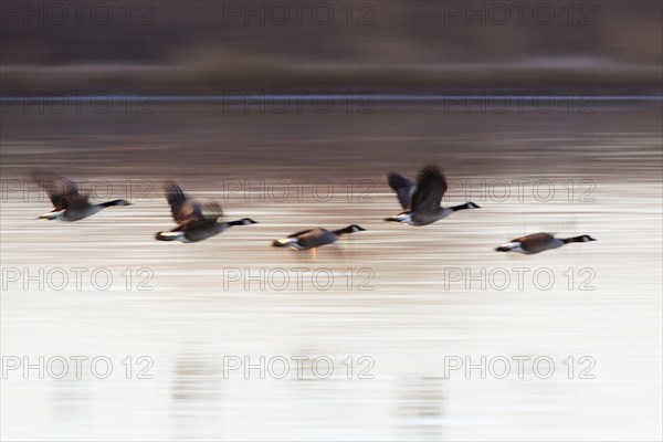 Canada goose