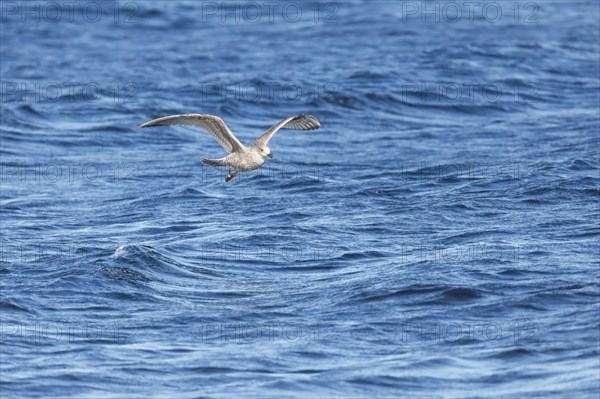 Yellow-legged gull