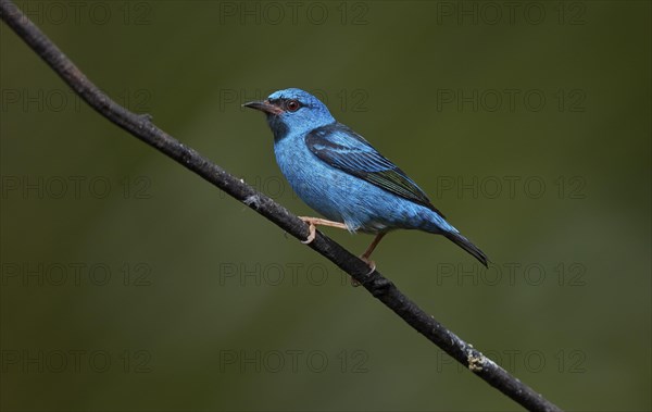 Blue-headed pitcher