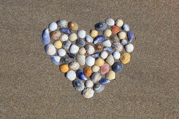 Shells form heart shape