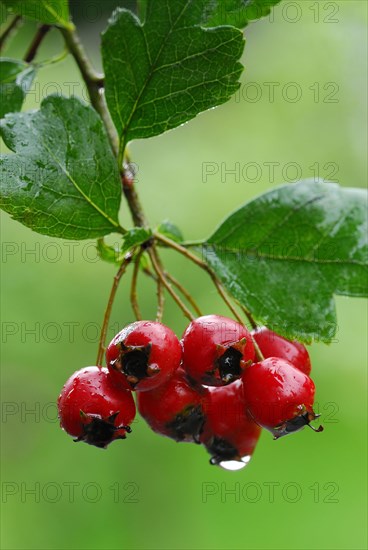 Common hawthorn