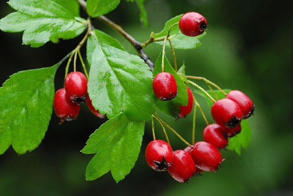 Common hawthorn