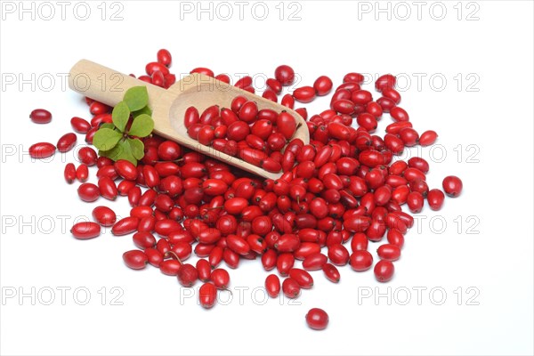 Barberry berries