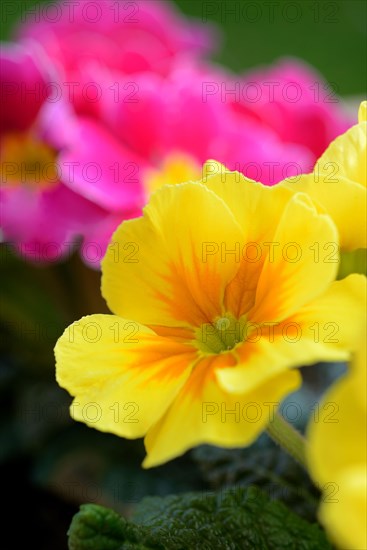 Primroses