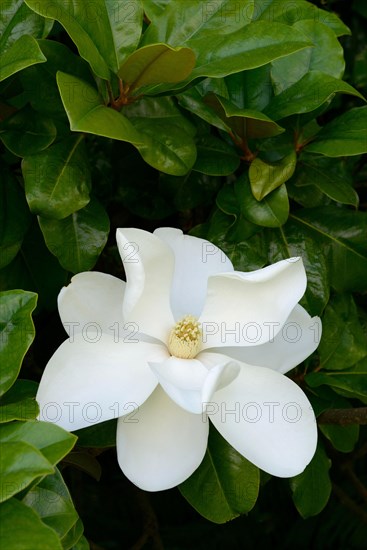 Southern Magnolia