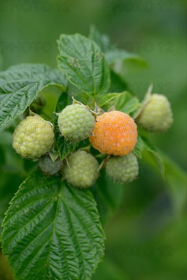 Yellow raspberry