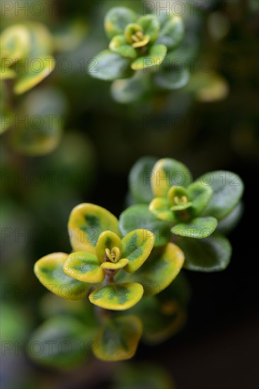 Thymus citriodorus