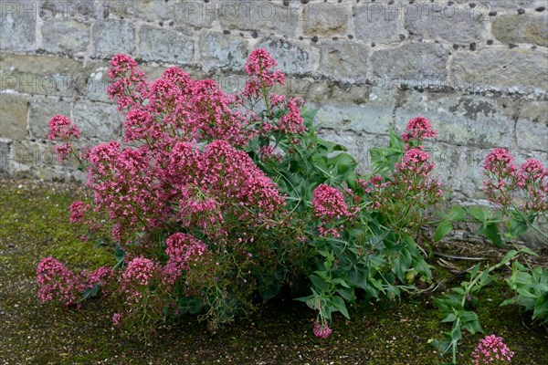 Red valerian