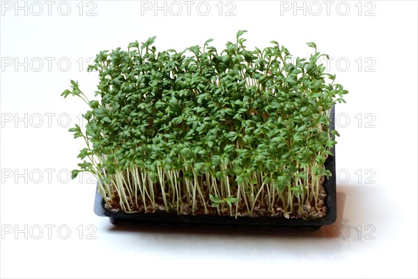 Garden cress