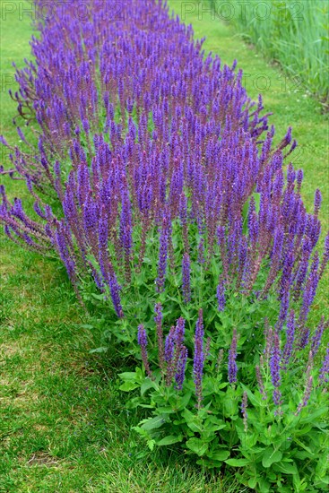 Ornamental sage