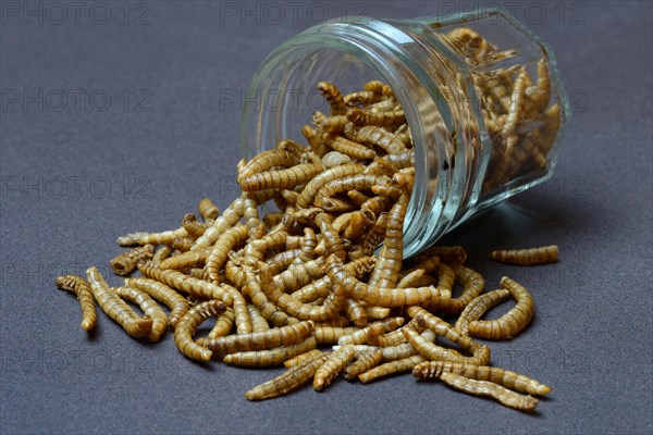 Dried mealworms in glass