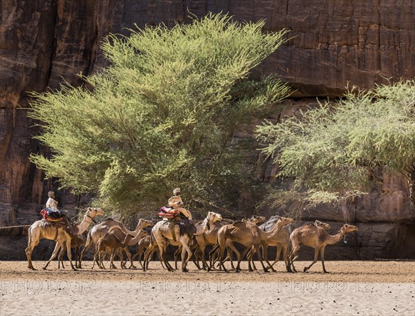 Camel caravan