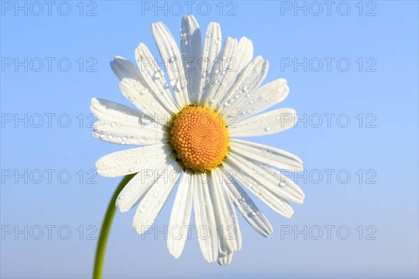 Ox-eye daisy