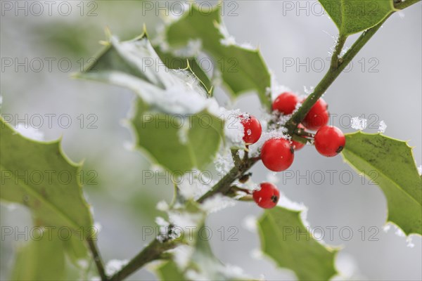 European holly in the forest