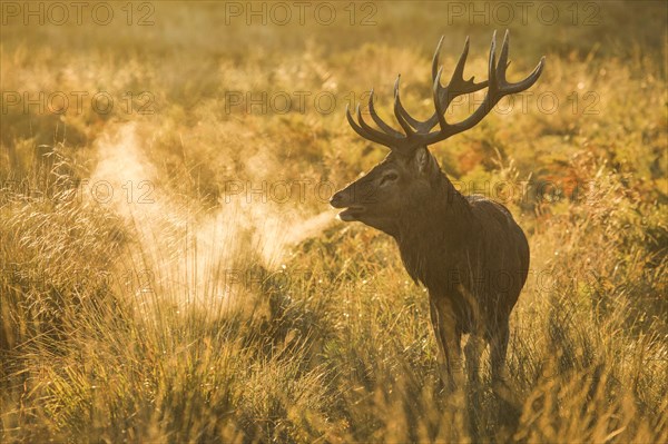 Red Deer or Hart