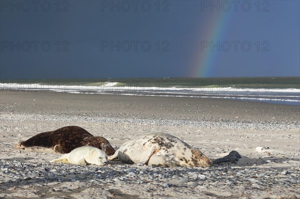 Grey seal