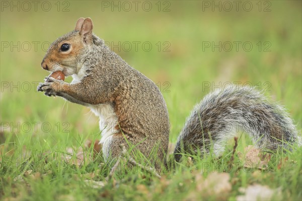 Eastern gray squirrel