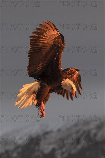 Bald eagle