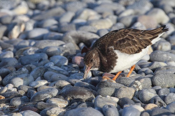 Turnstones