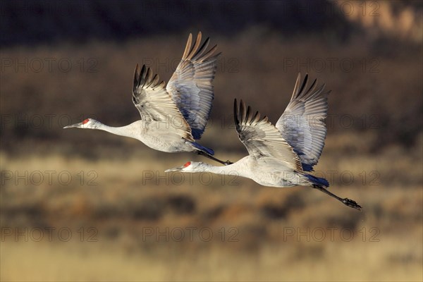 Sandhill crane