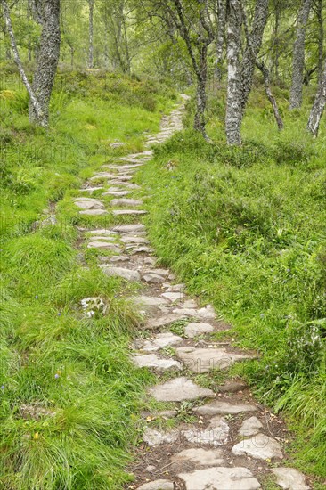 Footpath in birch forest