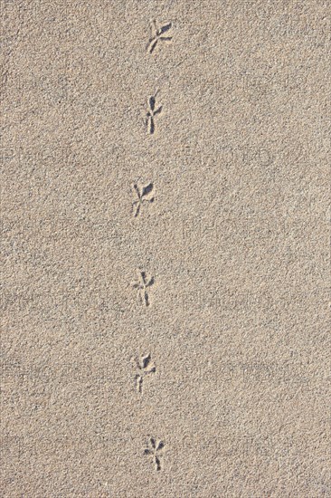 Bird tracks in the sand