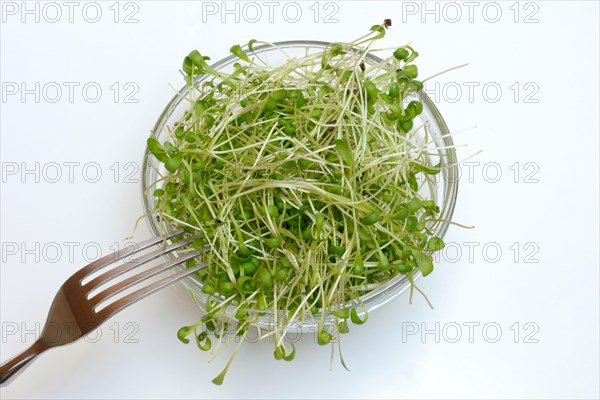 Garden cress