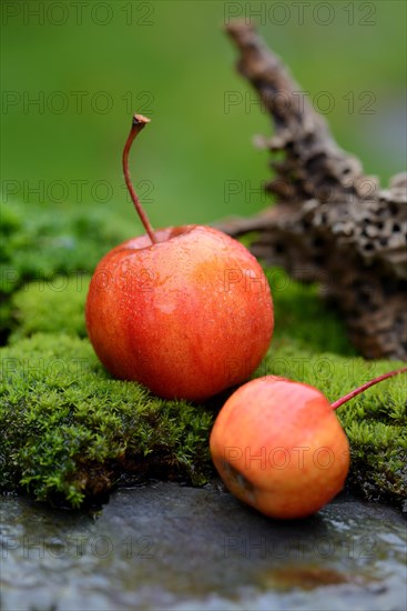 Two decorative apples in the moss