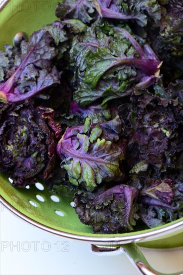 Flower Sprouts in sieve