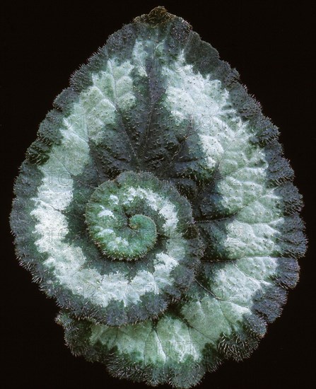 Begonia leaf