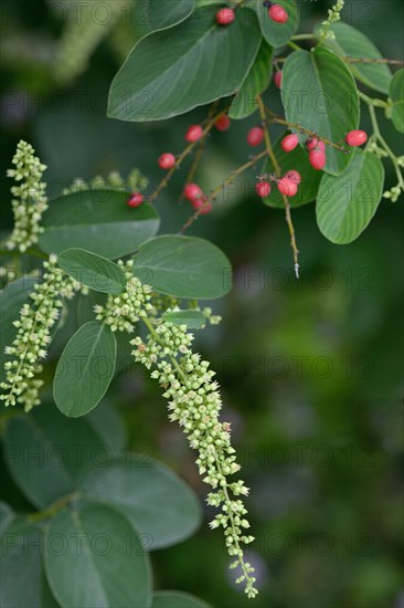 Berchemia racemosa