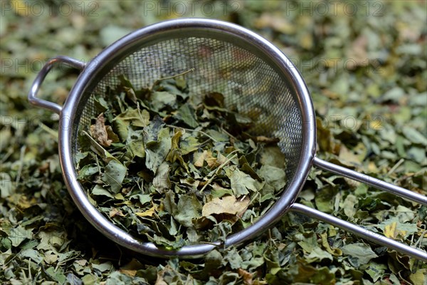 Moringa leaves in sieve