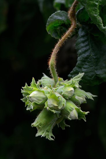 Corkscrew hazel