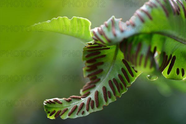 Fern