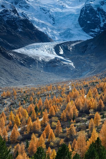 Foothills of the Morteratsch Glacier with larch