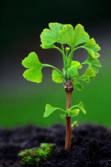 Leaf shoots of ginkgo tree