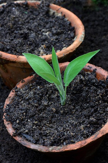 Sage cuttings in flowerpot