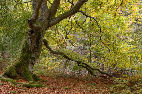 Old hute beech