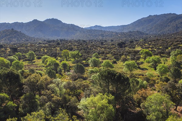 Typical landscape in National Park of Sierra de Andujar