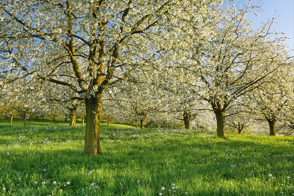 Cherry trees in spring