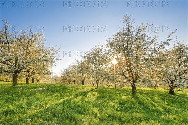 Cherry trees in spring