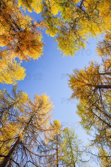 Larch forest and blueberry bushes