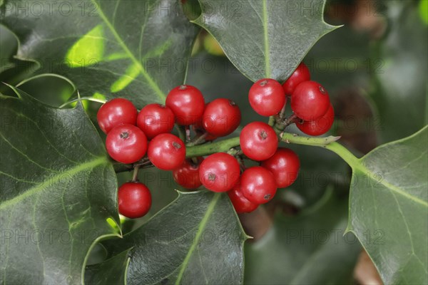 European holly in the forest