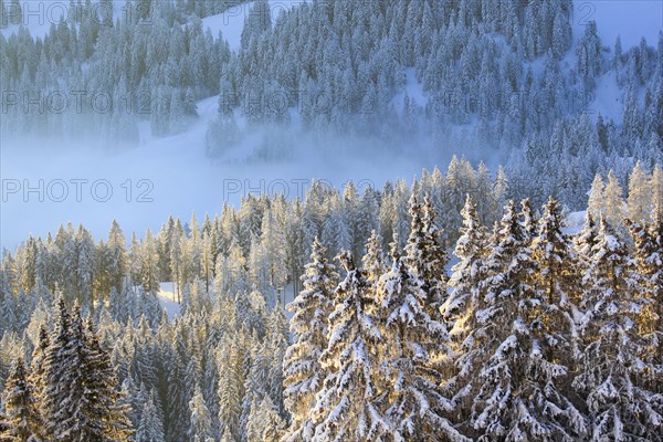 Snowy fir forest