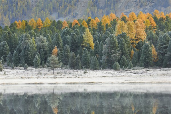 Larch and spruce forest on Lake Stazersee