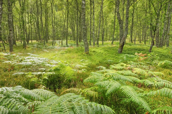 Birch forest