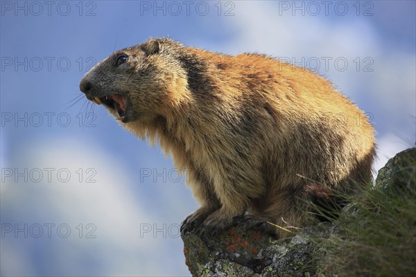 Alpine Marmot