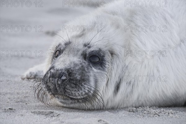 Grey seal